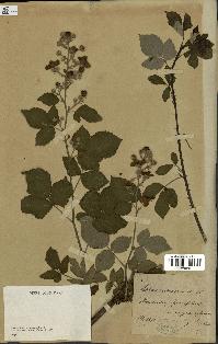 spécimen de Rubus pubescens