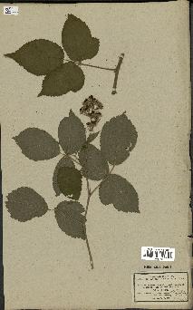 spécimen de Rubus hirsutus