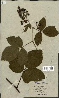 spécimen de Rubus stellatiflorus