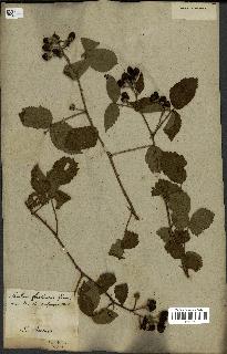 spécimen de Rubus fruticosus