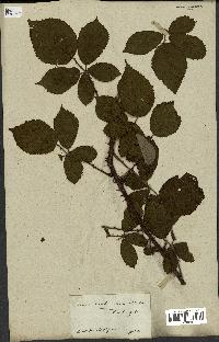 spécimen de Rubus fruticosus