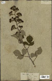 spécimen de Rubus fruticosus