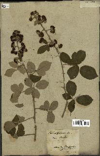 spécimen de Rubus fruticosus