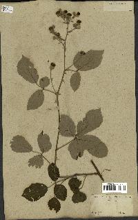 spécimen de Rubus fruticosus