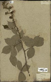 spécimen de Rubus fruticosus