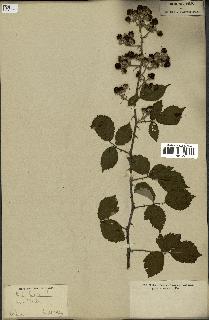 spécimen de Rubus fruticosus