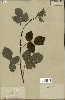 spécimen de Rubus fruticosus