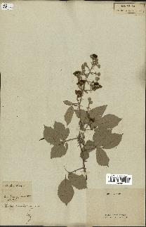 spécimen de Rubus fruticosus