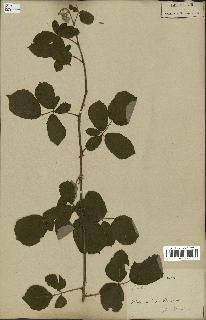 spécimen de Rubus fruticosus