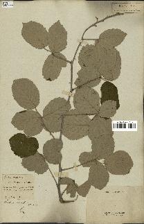 spécimen de Rubus fruticosus