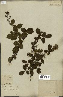 spécimen de Rubus fruticosus