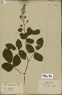 spécimen de Rubus fruticosus