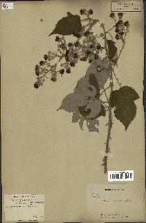 spécimen de Rubus fruticosus