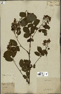 spécimen de Rubus fruticosus