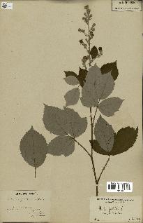 spécimen de Rubus fruticosus