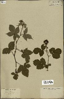 spécimen de Rubus fruticosus