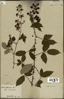 spécimen de Rubus fruticosus