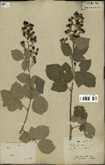 spécimen de Rubus fruticosus