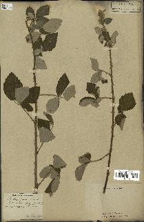 spécimen de Rubus fruticosus