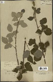 spécimen de Rubus fruticosus