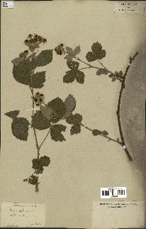 spécimen de Rubus fruticosus