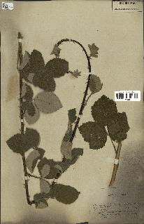 spécimen de Rubus fruticosus