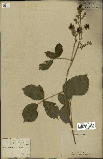 spécimen de Rubus fruticosus