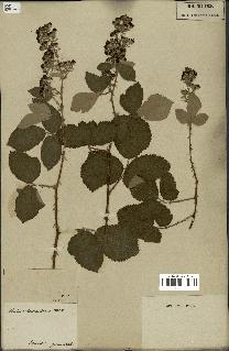 spécimen de Rubus fruticosus