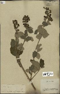 spécimen de Rubus fruticosus