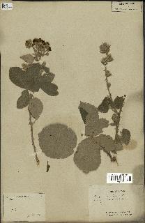 spécimen de Rubus fruticosus