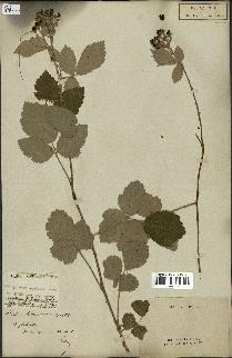 spécimen de Rubus fruticosus