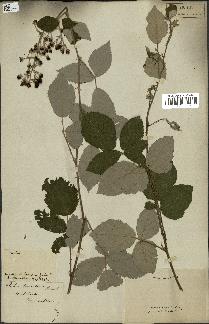 spécimen de Rubus fruticosus