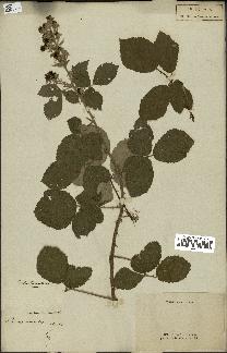 spécimen de Rubus fruticosus