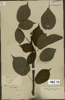 spécimen de Rubus fruticosus