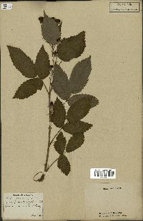 spécimen de Rubus fruticosus