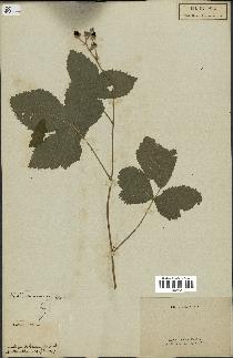 spécimen de Rubus fruticosus