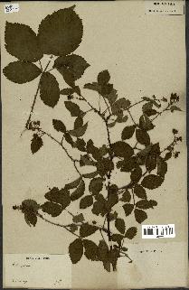 spécimen de Rubus fruticosus