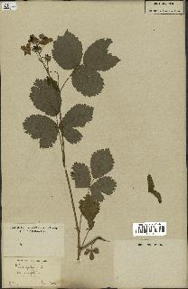 spécimen de Rubus fruticosus