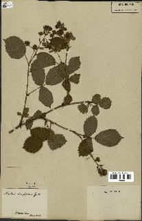 spécimen de Rubus fruticosus