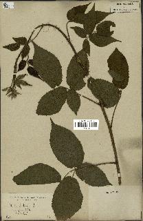 spécimen de Rubus fruticosus