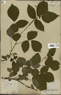 spécimen de Rubus fruticosus