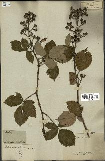 spécimen de Rubus nemorosus