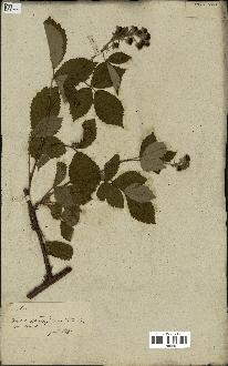 spécimen de Rubus fruticosus