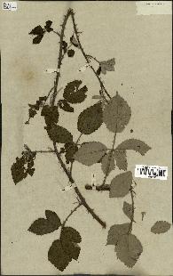 spécimen de Rubus fruticosus