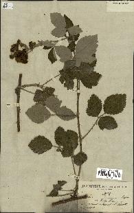 spécimen de Rubus fruticosus