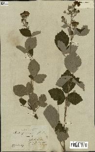 spécimen de Rubus fruticosus