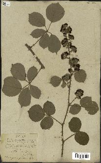 spécimen de Rubus fruticosus