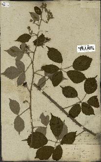 spécimen de Rubus fruticosus