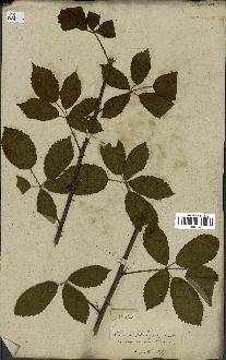 spécimen de Rubus fruticosus