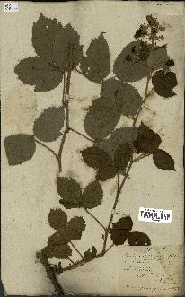 spécimen de Rubus fruticosus